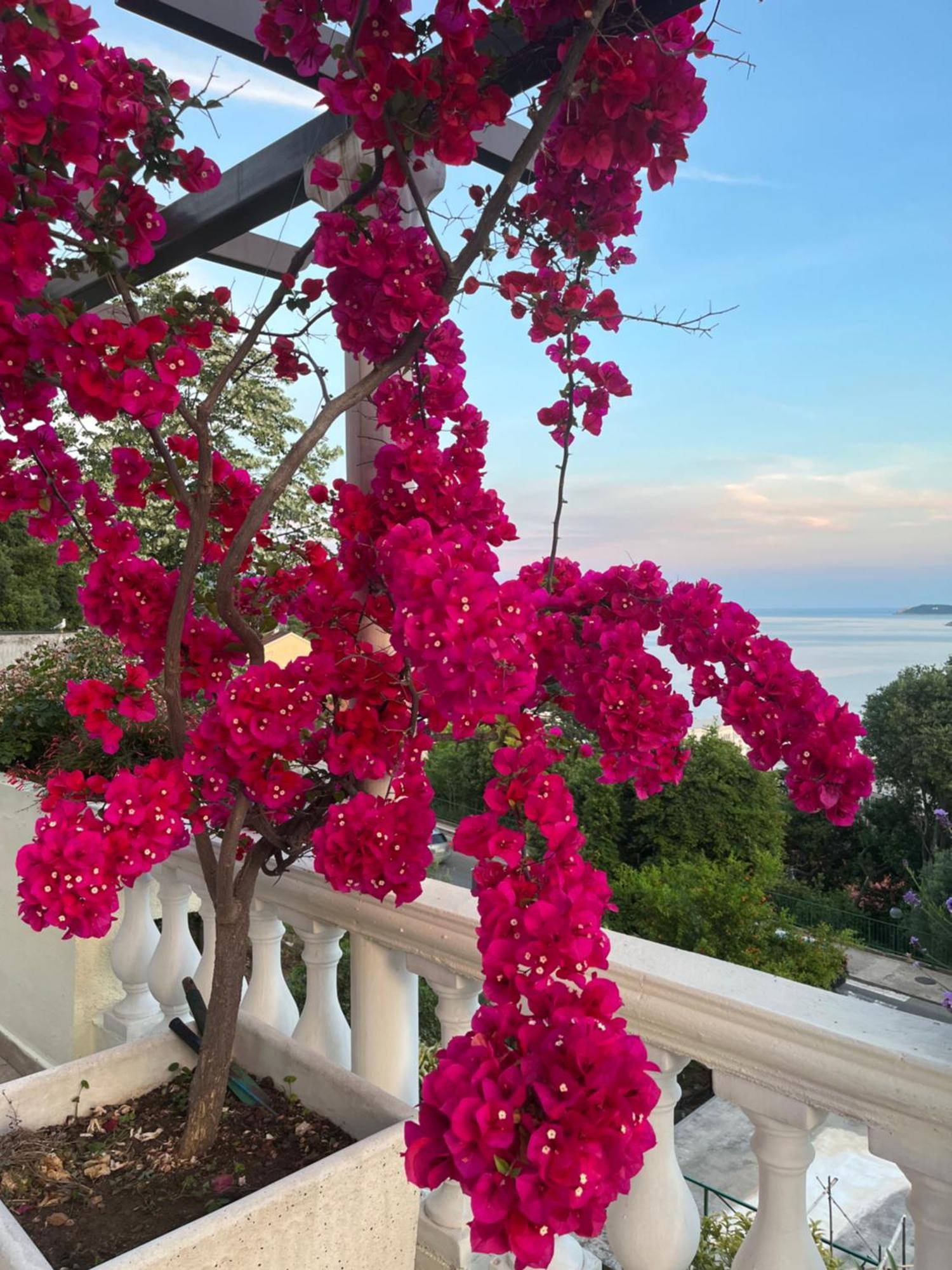 Apartments Herceg Novi Dış mekan fotoğraf